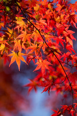 紅葉したもみじ