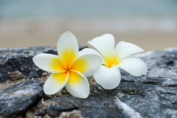white and yellow frangipani flowers on the stone.