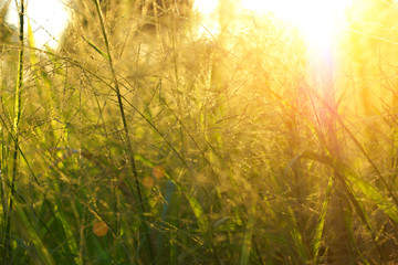Obraz na płótnie Canvas Grass in the summer and sunlight.