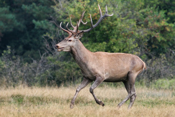 Fototapeta premium Deer