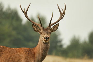 Fototapeta premium Deer
