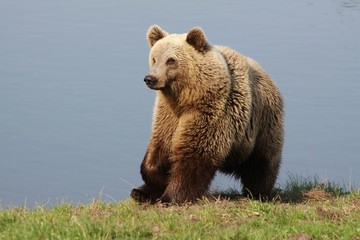 Brown bear 