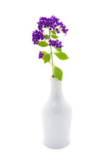 Violet flower of Duranta erecta L. Verbenaceae In a white vase.