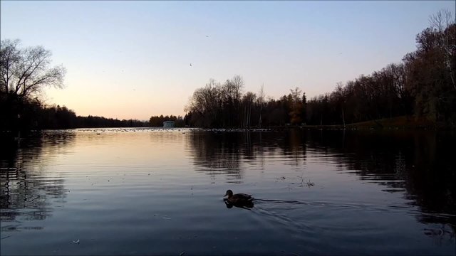 rookery on Lake Park in Gatchina, Leningrad region, Russia.
gulls and ducks