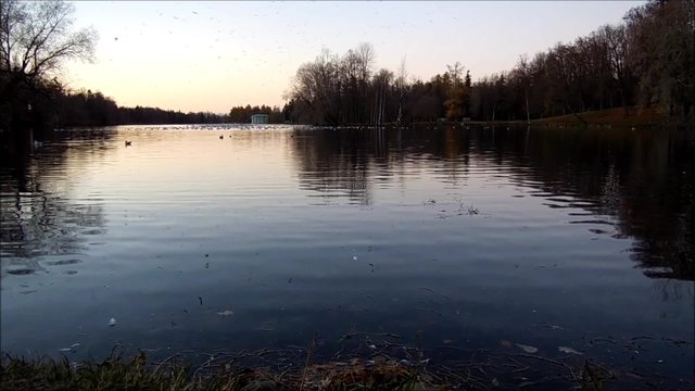 rookery on Lake Park in Gatchina, Leningrad region, Russia.
gulls and ducks