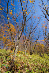 Fototapeta premium 青空と紅葉