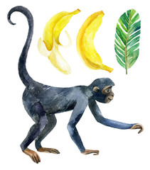Obraz premium Małpa i banan na białym tle