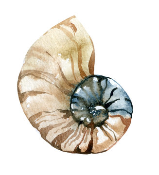 watercolor seashell