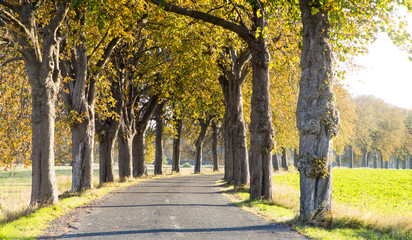 Allee im Herbst, Usedom, Mecklenburg-Vorpommern, Deutschland