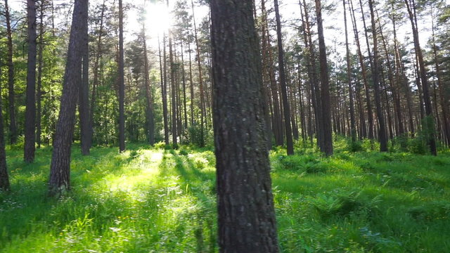 walk in the summer forest at sunset
