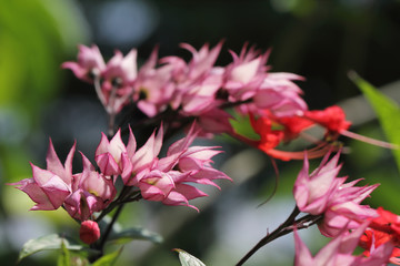 Obraz premium pink flowers 