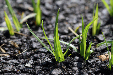 The grass that emerge from the street.
