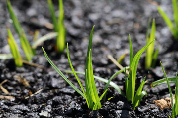 The grass that emerge from the street.
