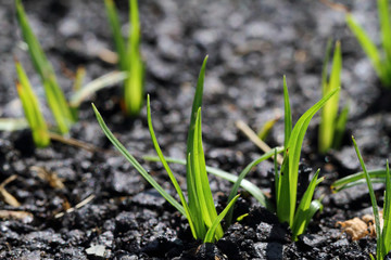 The grass that emerge from the street.
