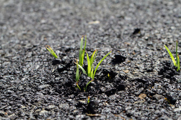 The grass that emerge from the street.
