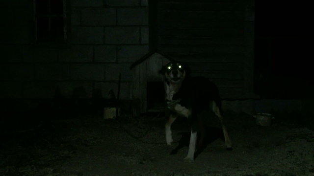 Dog tied to a chain barks.