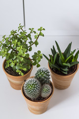 Succulents and cactus in flowerpot. White background.
