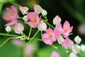 Obraz na płótnie Canvas pink flowers 