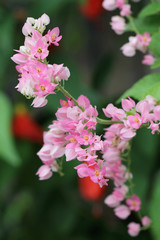 Fototapeta premium pink flowers 