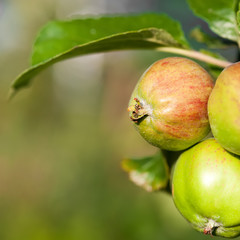 Fresh apples growing on tree at the garden