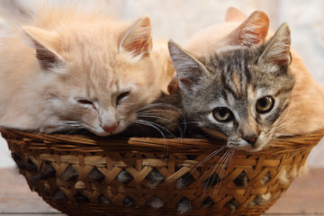 Fototapeta na wymiar kittens in the basket crouched