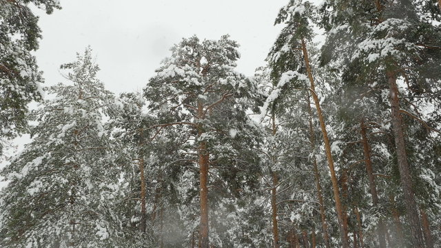 Pines under the snowfall on a winter day. 4K UHD 2160p footage.
