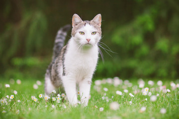 Katze steht auf Wiese und beobachtet