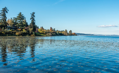 Fototapeta na wymiar Lake Washington - Shoreline 8