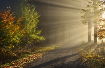 Magical Autumn Forest.