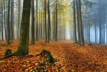 Forest path on a misty autumn morning.