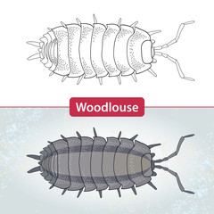 Woodlouse or armadillo bug isolated on white and on the textured gray background