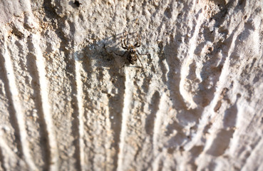 Small spider on the concrete wal