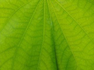 Fototapeta na wymiar Closeup Snowy Orchid leaf as background