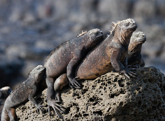 Sea iguanas sitting on the rocks. Close-up. Galapagos Islands. An excellent illustration.