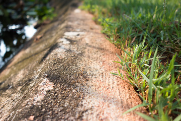 concrete floor and green leaf