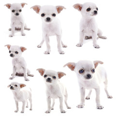Obraz premium Adorable chihuahua dog isolated on white
