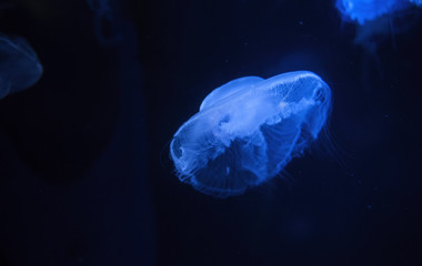 medusas