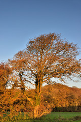 automne et coucher de soleil