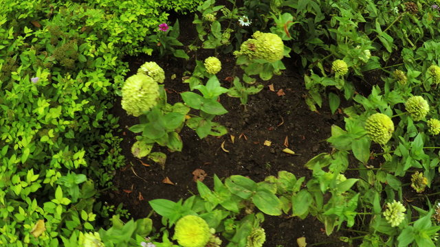 Flower Garden in city park