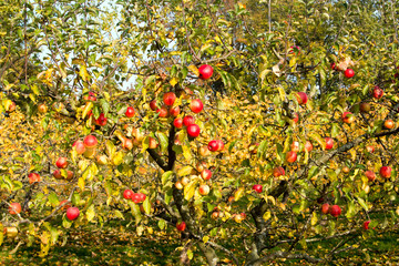 Apfelbaum im Herbst