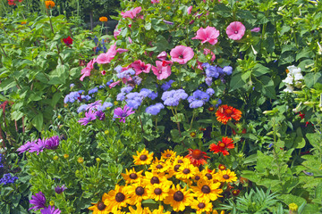 Bright flowers on the flowerbed
