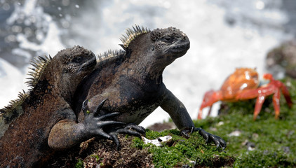 The marine iguana sitting on the rocks near the surf. Galapagos Islands. An excellent illustration.