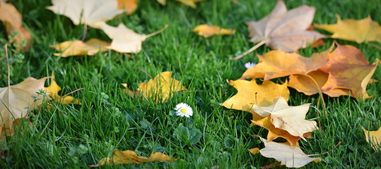 feuillage sur pelouse verte