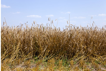 agriculture.  harvest. summer