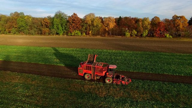 Sugar Beet Harvesting Technology,  Combine harvested beets in Poland