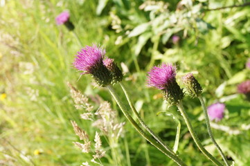 Pink flower, thistle