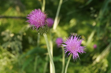 Pink flower, thistle
