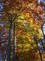 laubfärbung im wald
