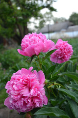 Розовые пеоны.