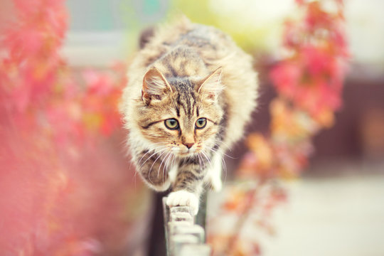 Cat Walks On The Fence